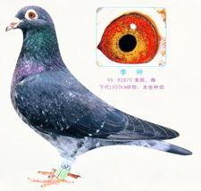 李诞最新爆料信鸽视频,一场跨越千里的神秘之旅